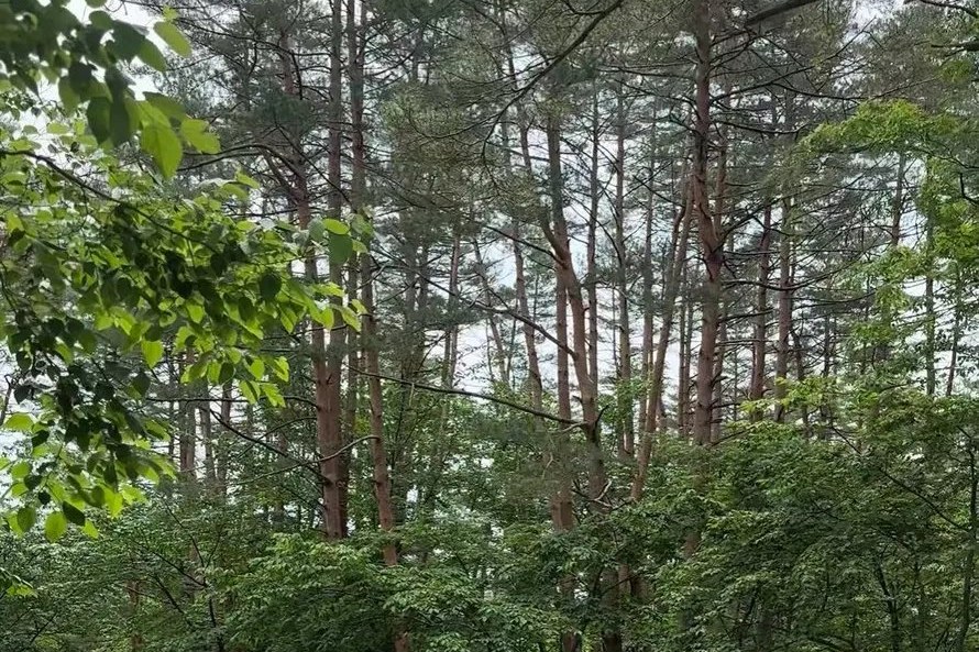 現地のマツ林と公道（夏）