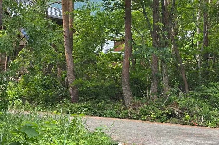 敷地前の道路と周囲の林（夏）